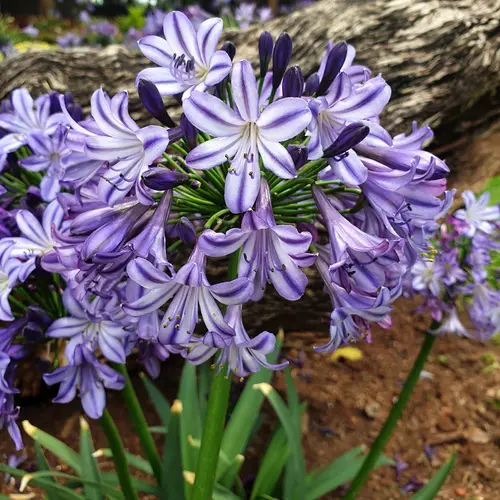 Idéal pour l’extérieur：Agapanthe Poppin Star® bleue. Le pot de 3,5 litres, forme globe