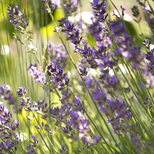 Nature pour le jardin：Lavande. Le pot de 80 litres