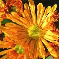 Jardin & maison:Chrysanthème à petites fleurs (multifleurs). Le pot de 3 litres