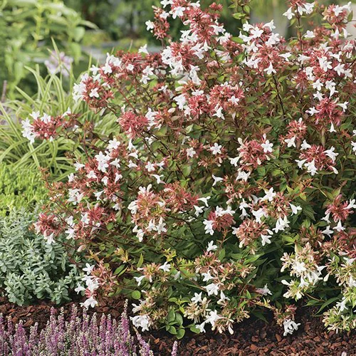 Les indispensables du jardin：Abélia ‘Sherwood’ - Le pot de 10 litres
