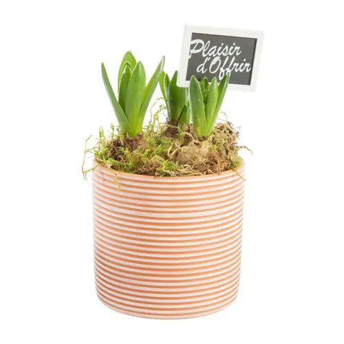 Extérieur sélection:Jacinthe x 3 pot en terre lignes blanches - Ø 14 cm