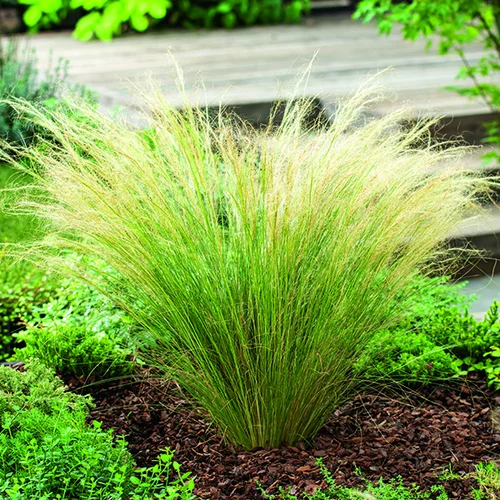 Indispensable au jardin:Stipa tenuissima Ponytails vert botanic®. Le pot de 1 litre