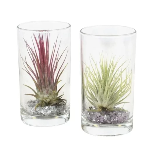 À découvrir pour l’extérieur：Tillandsia vert en verrerie cylindre 10 cm