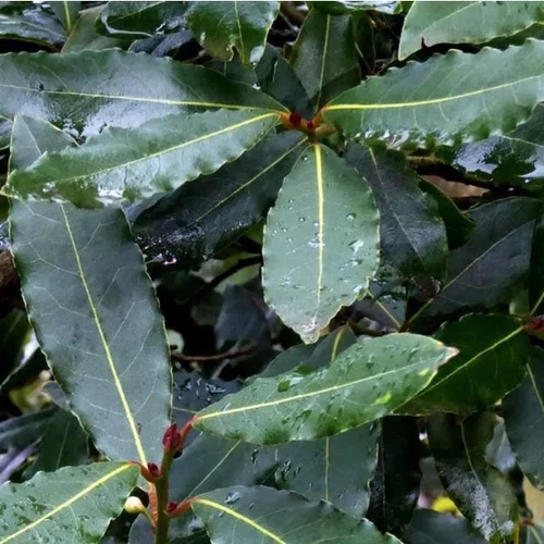 Un choix malin pour le jardin:Laurus Nobilis ou Laurier sauce en pot de 9 L