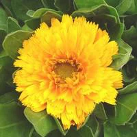 Malin au jardin:Souci des jardins - Le pot de 2,5 litres