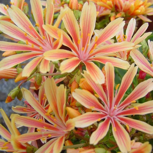 Accessoire pour le jardin：Lewisia - Le pot de 1 litre