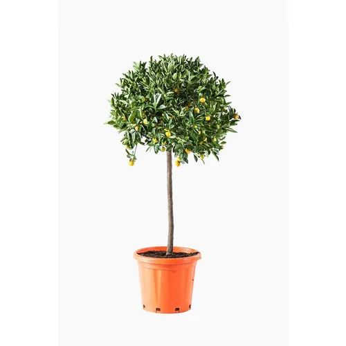 L’allié de vos extérieurs:Calamondin. Le pot de 30 litres
