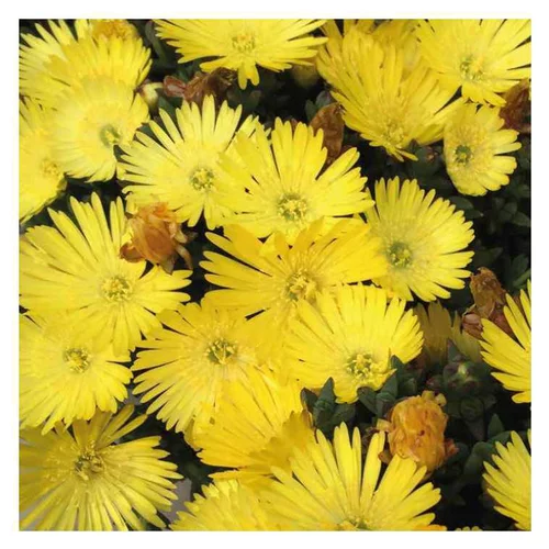 Déco jardin:Ficoïde jaune - Le pot de 9 x 9 cm