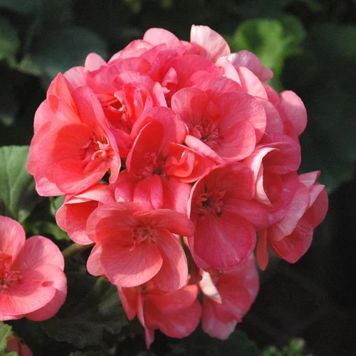 Jardin en douceur:Géranium Lierre Zonale à fleurs multicolores - Le pack de 6 plants