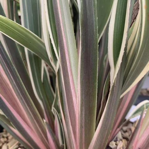 Jardin loisirs:Dianella Tasmanica Wyeena. Le pot de 4 litres