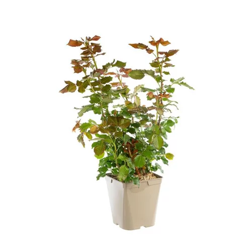 Extérieur accessoire：Rosier Mythique® LABEL ROUGE, le pot de 5 litres