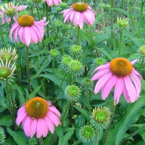 Pour mieux organiser vos extérieurs:Echinacea Varié - Le pot de 7,5 litres