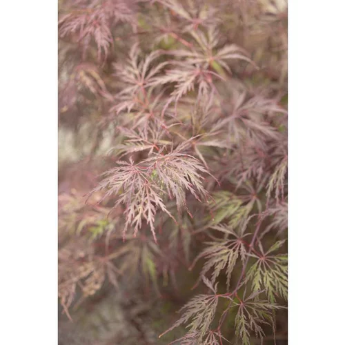 Pour plus de confort à l’extérieur:Erable du Japon (ACER PALMATUM DISSECTUM INABASHIDARE ) Le pot de 3 litres