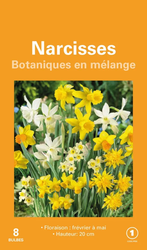Le choix pour l’extérieur:Narcisse en mélange botanic® - 8 bulbes