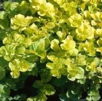 Accessoire pour le jardin：Herbe aux écus - Le pot de 1 litre