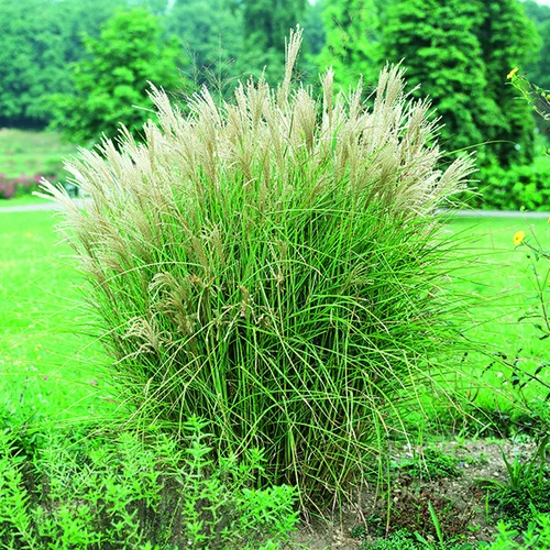 Bien dehors:Miscanthus sinensis Graziella vert botanic®. Le pot de 2 litres