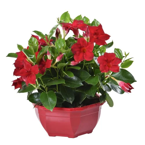 Pour tous vos projets jardin:Dipladénia buisson - La coupe de 25 cm