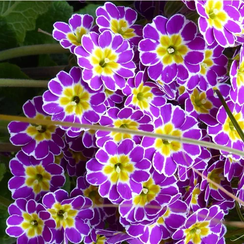 Pour tous vos besoins jardin:Primevère des jardins - La barquette de 6 plants