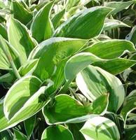 Nature extérieur：Hosta variées - Le pot de 3,5 litres