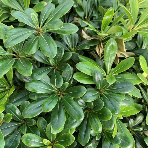 Jardin tout terrain：Pittosporum Tobira Nana 40 cm. Le pot de 10 litres