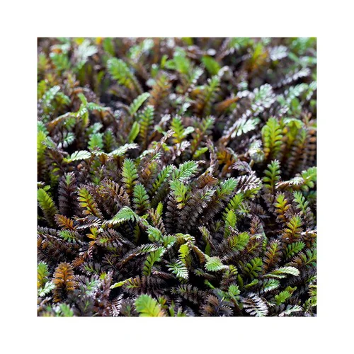 Loisirs jardin:Leptinella Squalida Platt'S Black - Le pot de 3 litres