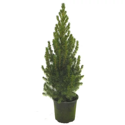 Essentiel au jardin:Picea Glauca Conica - Le pot