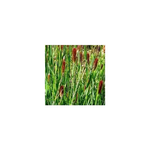 Au service de vos extérieurs：Pennisetum Red Bunny Tails - Le pot de 4 litres