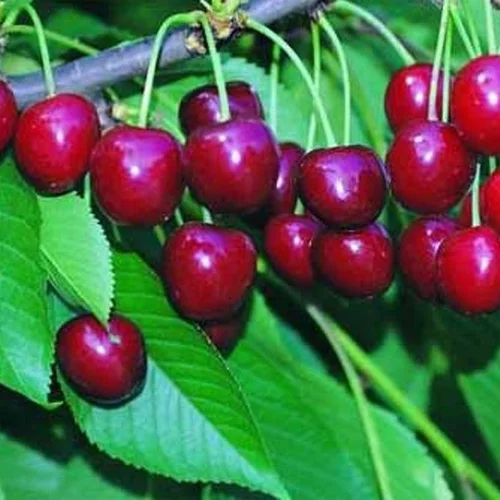 Une solution pour le jardin:Cerisier Big. Géant D'Hedelfingen. Le pot de 10 litres forme gobelet