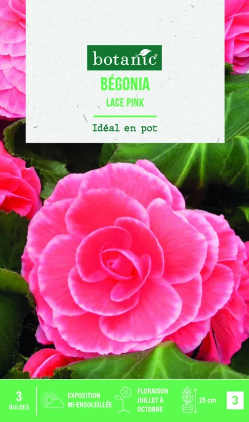 Sélection au jardin:Bulbes de fleurs Bégonia Picotée Lace rose botanic® - 3 bulbes