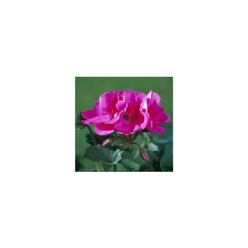Fonctionnel au jardin：Géranium zonale - Le pot de 1 litre