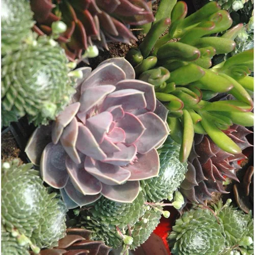 Extérieur fonctionnel：Plantes Grasses Variees - Le pot de 35 cm