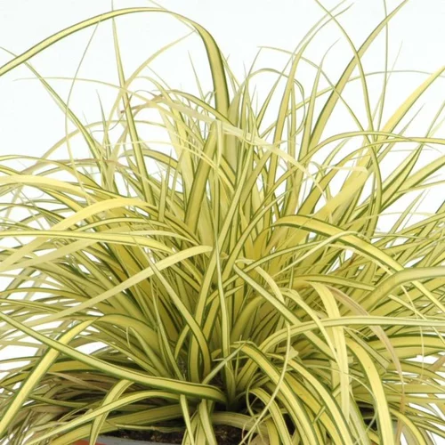 Jardin à organiser:Carex Evergold - Le pot de 1 litre