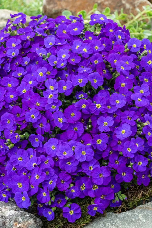 Jardin essentiel:Aubriète ‘Glacier Blue’ - Le pot de 2 litres