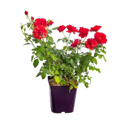 Simple dehors：Rosier Buisson. Le pot de 5 litres