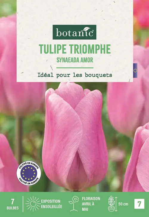 Jardin au quotidien:Bulbes de fleurs Tulipe triomphe Synaeada Amor rose botanic® - 7 bulbes