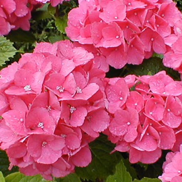 2 x Hortensia 'Benelux' – Hydrangea 'Benelux', 30-40 cm pot