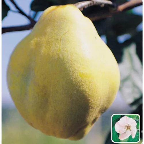 Idée pour le jardin:Cognassier Geant De Vranja. En racine nue, forme gobelet