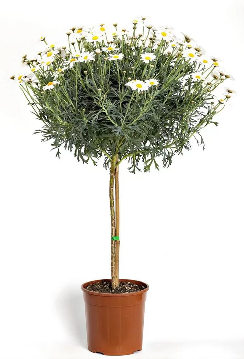 Qualité au jardin：Anthemis Tige. Le pot de 15 cm