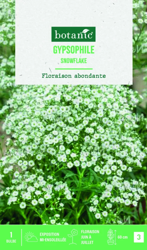 Style au jardin：Bulbe de fleurs Gypsophile snowflake botanic® - 1 bulbe