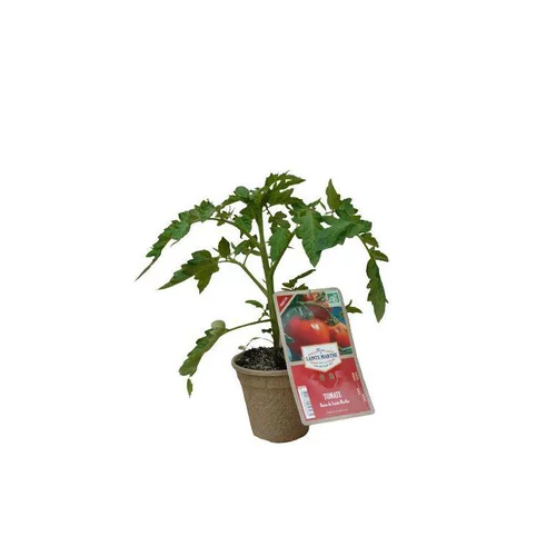 Pour un extérieur à votre image:Aubergine Black Beauty Bio. Le pot de 1 litre