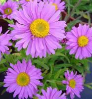Pour valoriser votre jardin:Aster Dumosus - Le pot de 2 litres