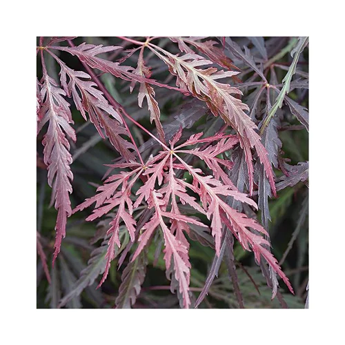 Jardin et nature：Erable du Japon (ACER PALMATUM DISSECTUM TAMUKEYAMA ) Le pot de 50 litres