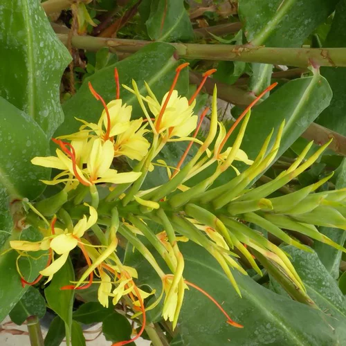 Pour améliorer votre jardin：Hedychium - Le pot de 4 litres