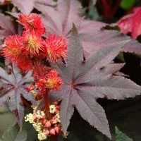 Pour profiter dehors:Ricin pourpre - Le pot de 2,5 litres