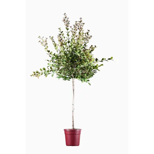 Jardin bien-être:Eugenia Uniflora Etna Fire (Cerisier de Cayenne) 1/2 tige en pot de 7 L rouge