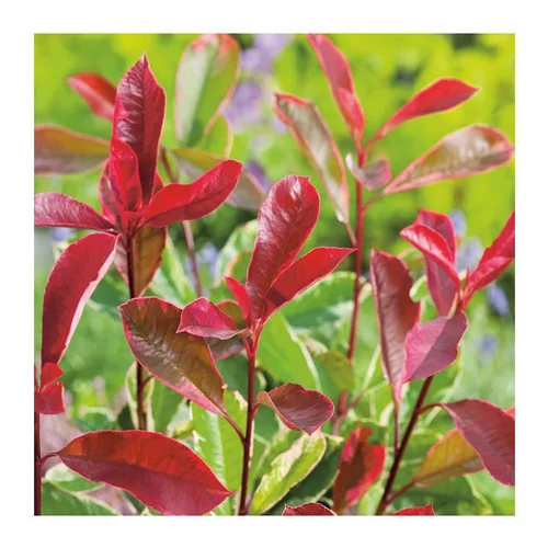 Qualité extérieur：Photinia Fraseri Pink Marble - pot 7,5 L