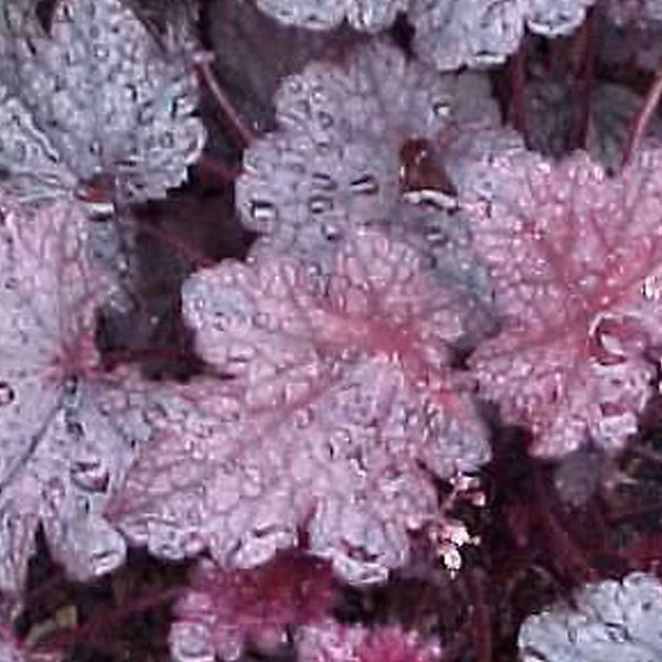 6 x Heuchère 'Plum Pudding' – Heuchera 'Plum Pudding', godet 9cm x 9cm