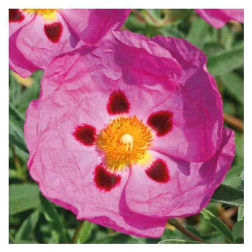Idée pratique:Ciste rose - Le pot de 9 x 9 cm