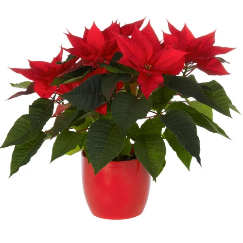 Nature utile：Composition florale poinsettia - Ø 14 cm