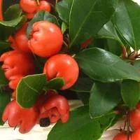 Spécial jardin:Gaultheria à baies rouges - Le pot de 3 litres